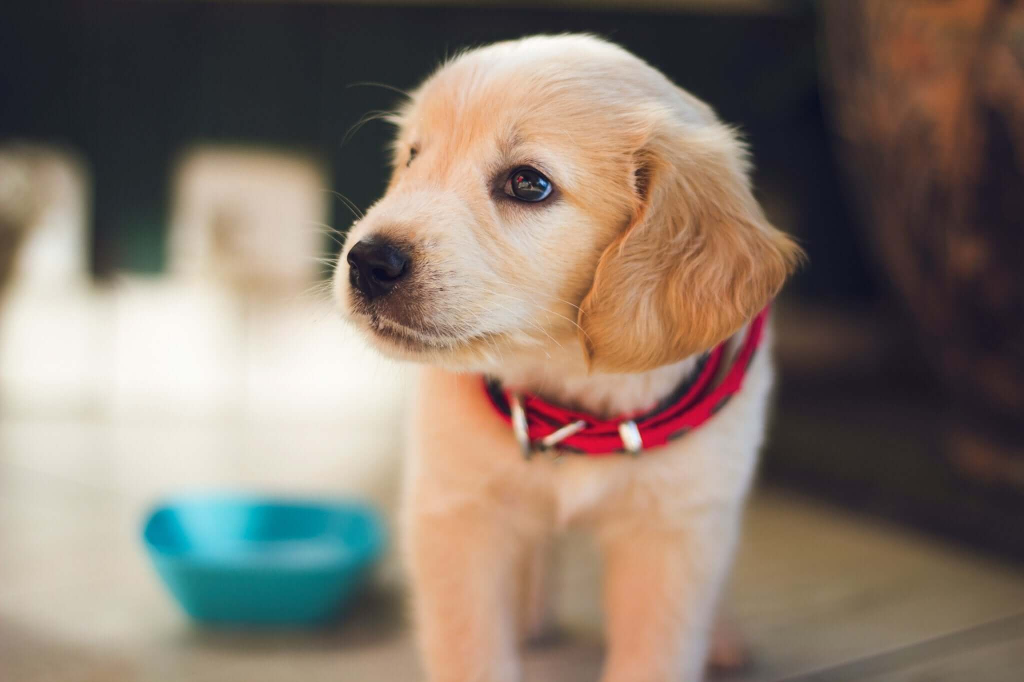 Tips voor het Trainen van een Pup - Dierenspeeltuin