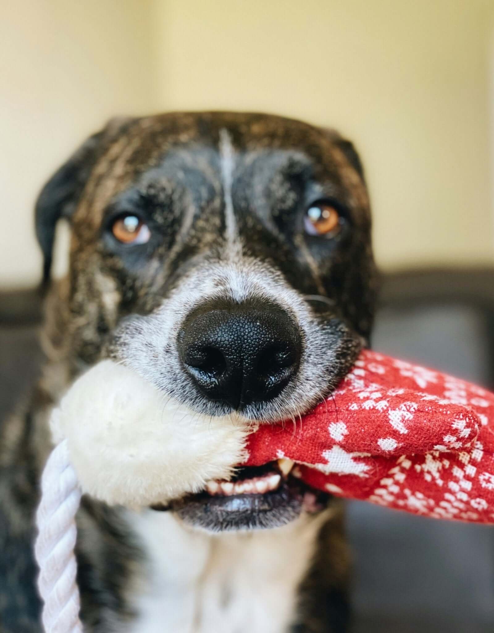 Top 5 Speeltjes voor Actieve Honden - Dierenspeeltuin