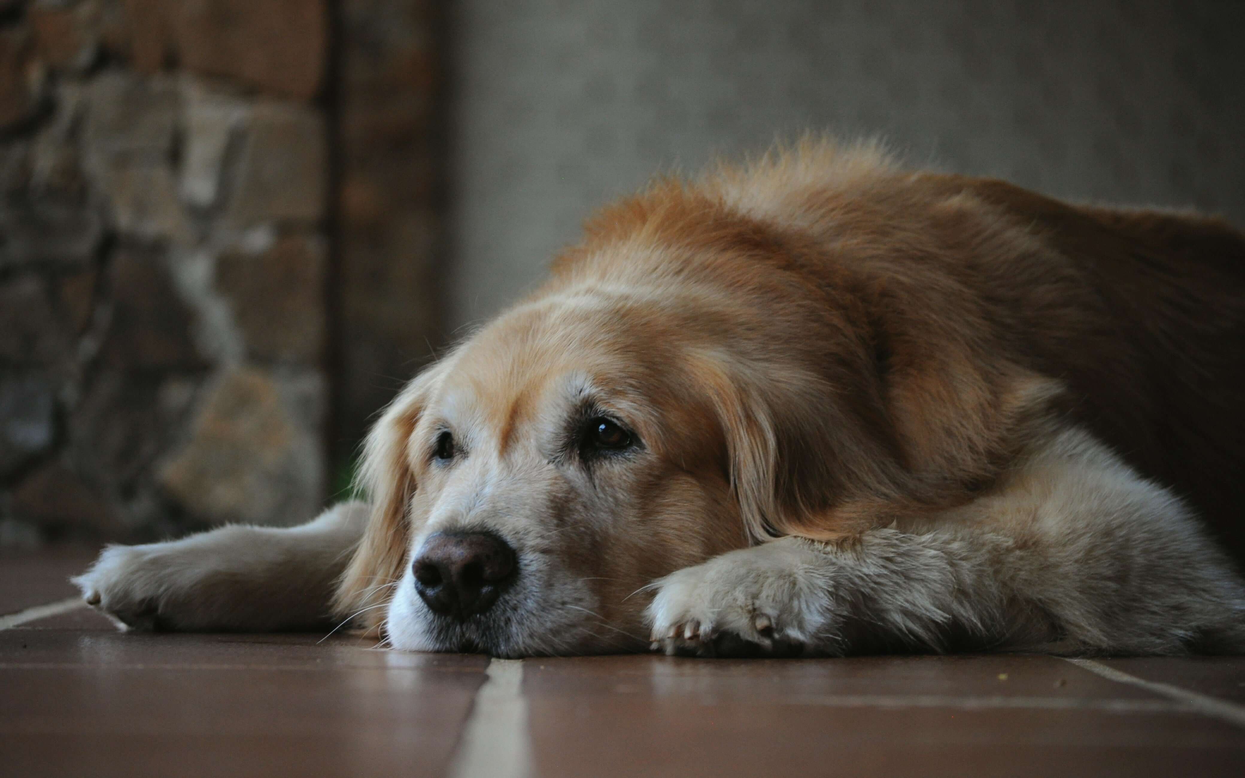 dieet voor senior hond