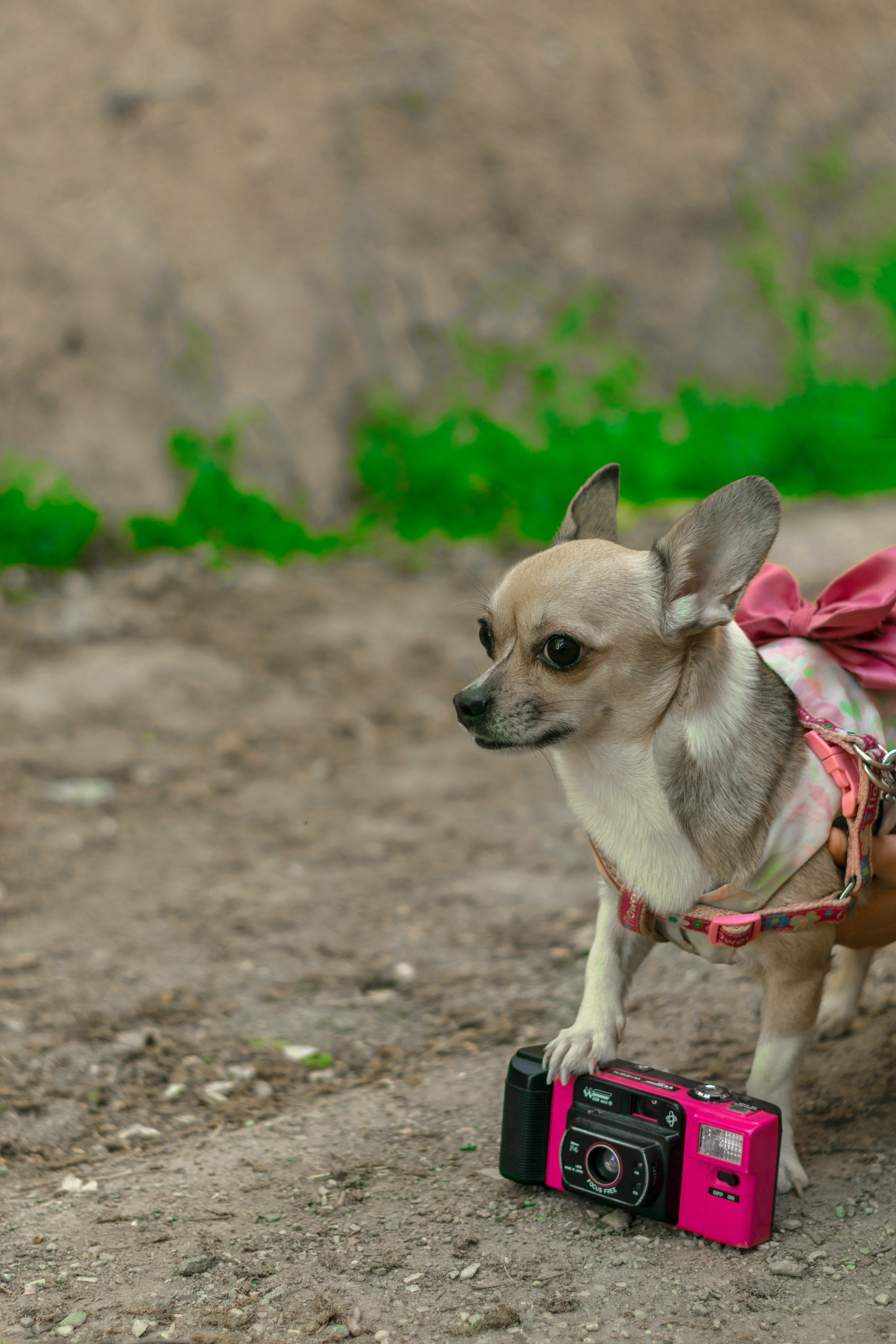fotograferen van je huisdier