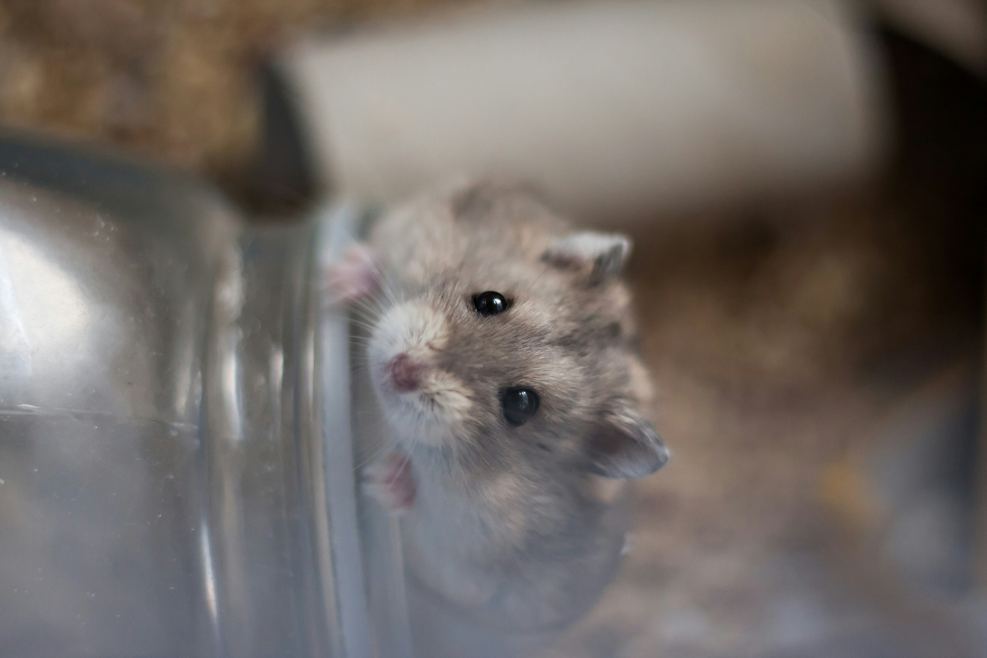 hamster verzorging voor beginners