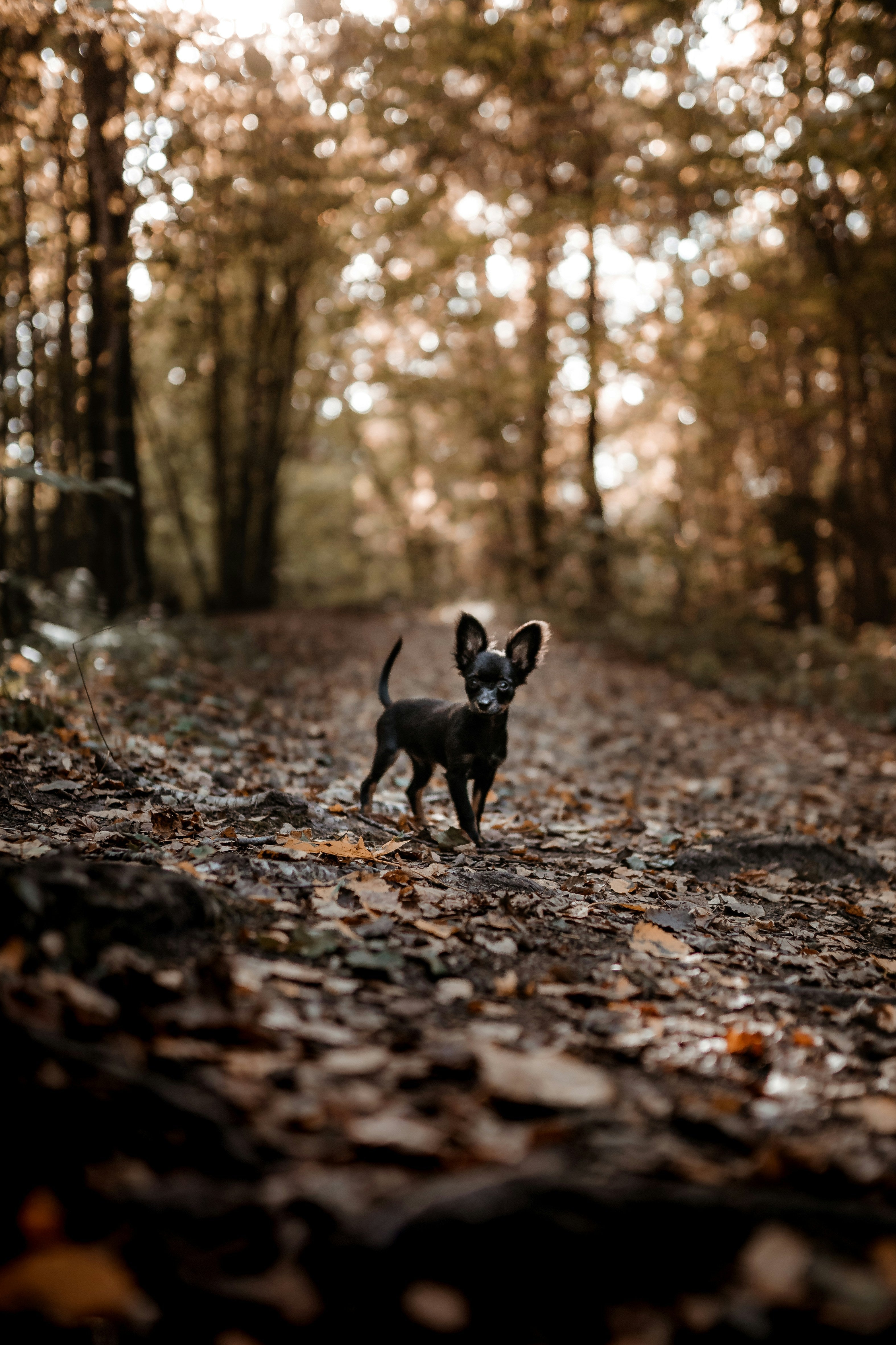 impact huisdieren op milieu