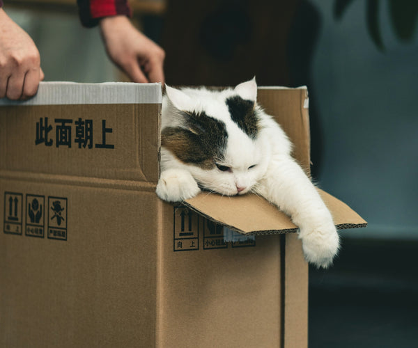katten_gek_op_dozen.jpg?crop=center&height=500&v=1761342994&width=600