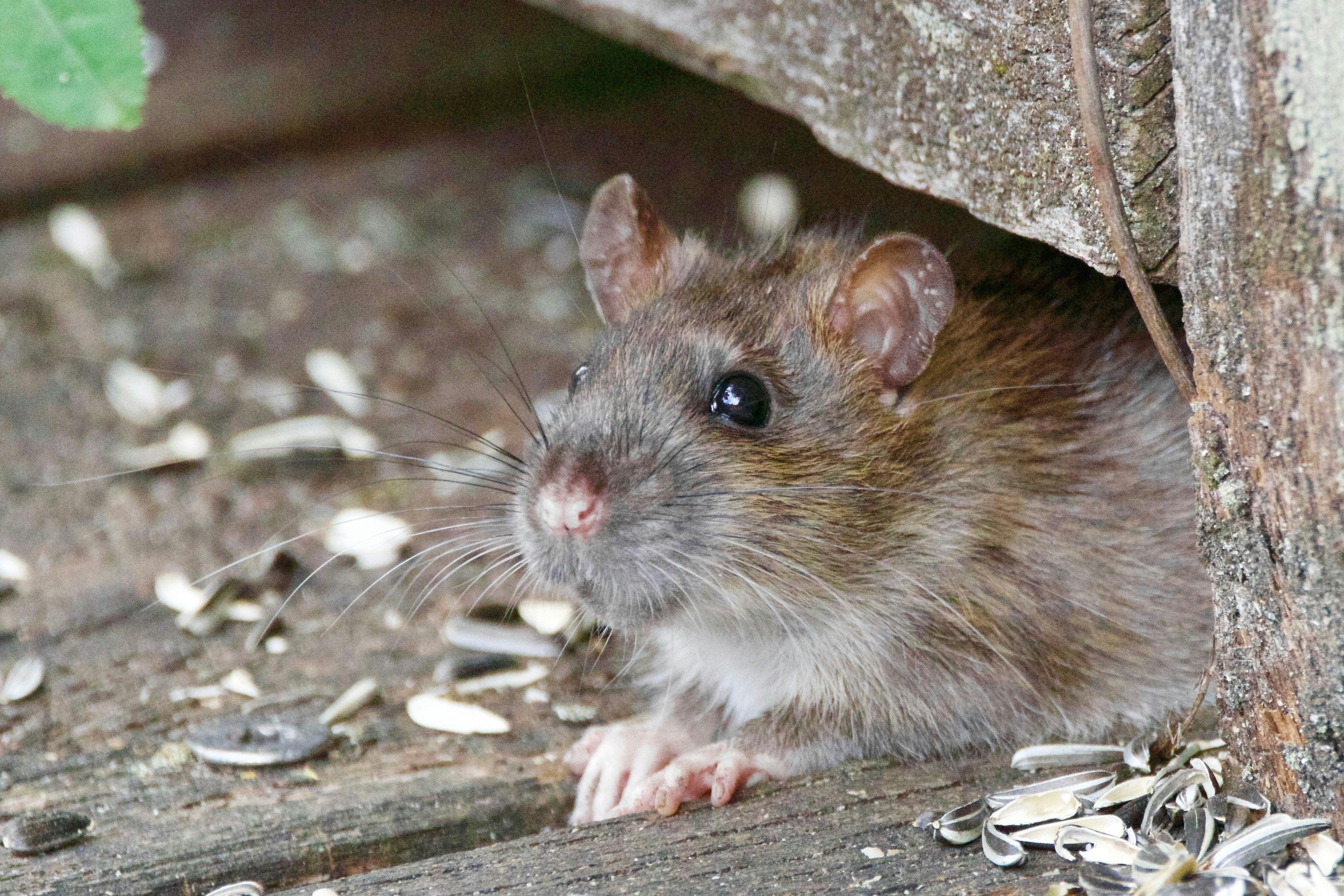 ratten als huisdieren