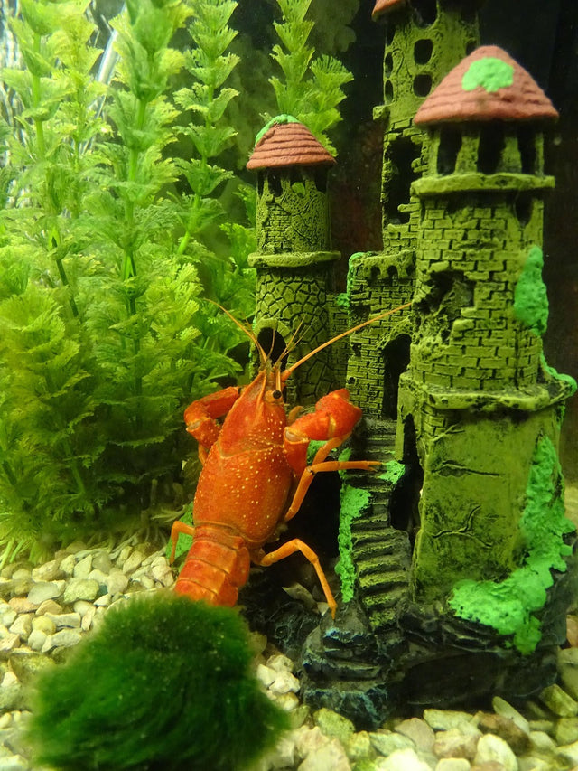 Rocks grijs aquarium en terrarium rots meerdere afmetingen Rocks grijs aquarium en terrarium rots meerdere afmetingen