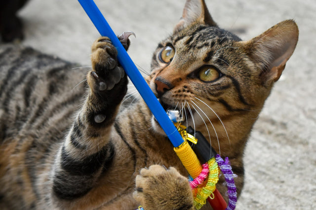 Speelgoed voor katten