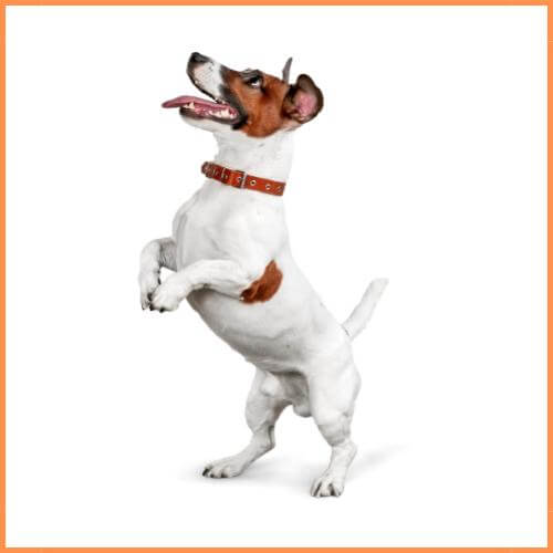 Goedkope honden producten kopen