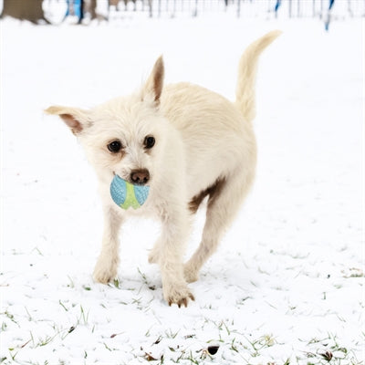 Kong Corestrength Ball