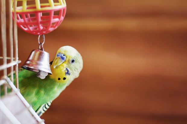 Banner image for: Nieuwe collectie: